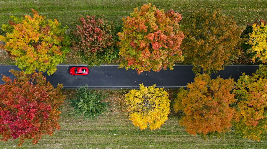 Herbstliche Roteichen stehen als Allee an einer Straße. / Foto: Patrick Pleul/dpa/Symbolbild