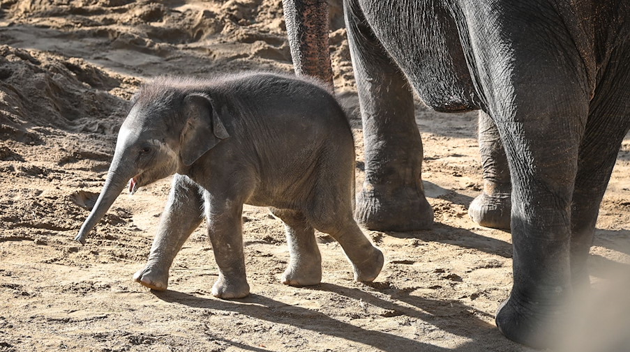 Ein kleiner Elefantenbulle im Leipziger Zoo. / Foto: Heiko Rebsch/dpa