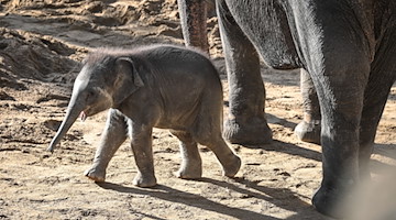 Ein kleiner Elefantenbulle im Leipziger Zoo. / Foto: Heiko Rebsch/dpa
