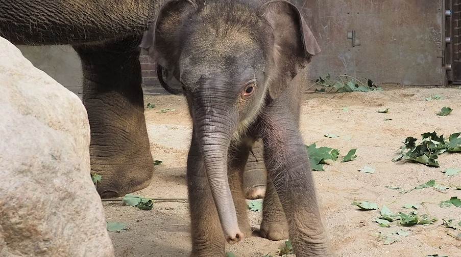 Der kleine asiatische Elefant, der Ende September zur Welt gekommen war, steht im Zoo Leipzig. / Foto: -/Zoo Leipzig/dpa/Archivbild