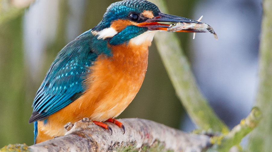 Ein Eisvogel sitzt mit einem kleinen Stichling im Schnabel auf einem Ast. / Foto: Patrick Pleul/dpa-Zentralbild/dpa/Archivbild