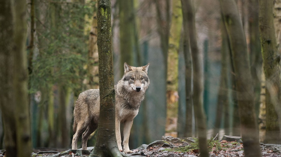 Ein Wolf steht in einem Tierpark in seinem Gehege. / Foto: Klaus-Dietmar Gabbert/zb/dpa/Symbolbild