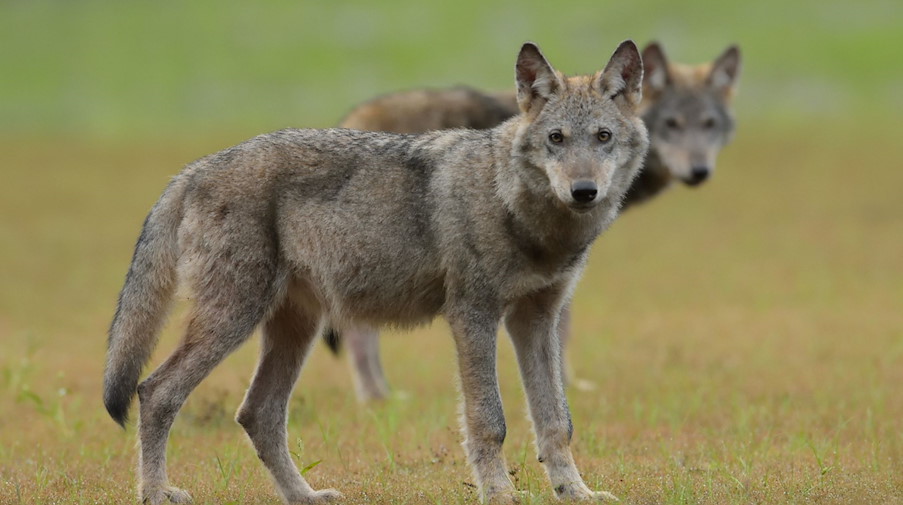 Zwei Wolfswelpen stehen auf einem Feld. / Foto: Torsten Beuster/-/dpa/Symbolbild