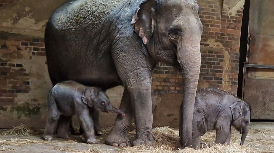 Thuza mit ihrer Tochter und dem knapp drei Monate alten Akito © Zoo Leipzig