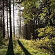 Die Sonne scheint in einem Wald zwischen Bäumen hindurch. / Foto: Matthias Bein/dpa-Zentralbild/ZB/Symbolbild