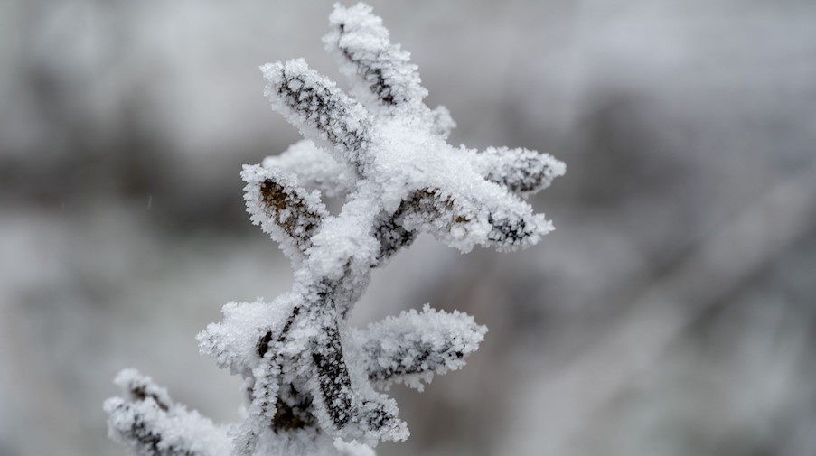 Frost hat Pflanzen und Sträucher mit Eis überzogen. / Foto: Harald Tittel/dpa