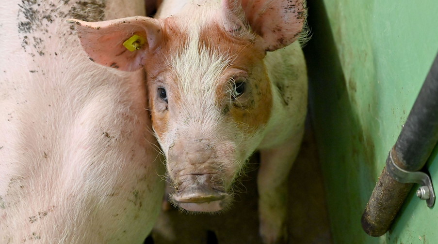 Ein Schwein steht im Stall eines Mastbetriebes. / Foto: Carsten Rehder/dpa/Archivbild