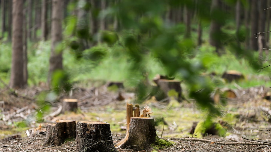 Baumstümpfe stehen in einem Wald im Erzgebirge. / Foto: Jan Woitas/dpa-Zentralbild/dpa