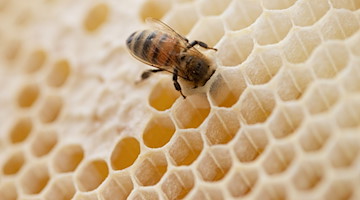 Eine Biene steckt ihren Kopf in den Hohlraum einer Bienenwabe. / Foto: Friso Gentsch/dpa/Symbolbild