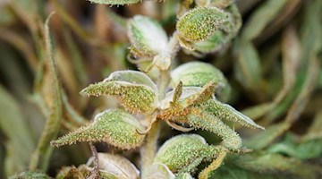 Blick auf die Blüte einer Hanfpflanze. / Foto: Soeren Stache/dpa-Zentralbild/dpa/Symbolbild