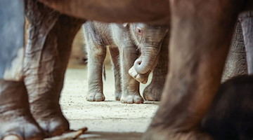 Die Tochter von Thuza und Voi Nam schaut zwischen anderen Elefanten im Leipziger Zoo hindurch. / Foto: Jan Woitas/dpa