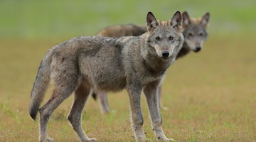 Zwei Wolfswelpen stehen auf einem Feld. / Foto: Torsten Beuster/-/dpa/Symbolbild