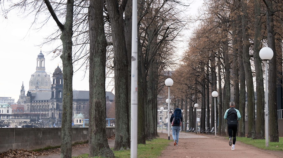Eine Allee vor der Kulisse der Dresdner Altstadt mit der Frauenkirche. / Foto: Sebastian Kahnert/dpa/Archivbild