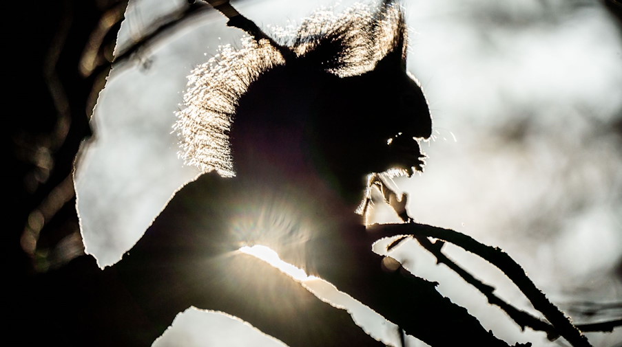 Ein Eichhörnchen sitztin einem Park im Gegenlicht der Morgensonne und knabbert an einer Walnuss. / Foto: Frank Rumpenhorst/dpa/Frank Rumpenhorst/dpa/Symbolbild