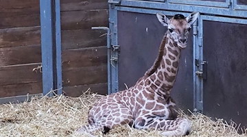 Zoo Leipzig: Giraffen Baby wurde geboren (Bild: Zoo Leipzig)