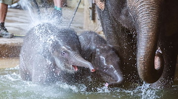 Das Elefantenmädchen (M) und der Elefantenjunge werden mit einem Wasserschlauch abgespritzt. / Foto: Jan Woitas/dpa