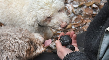 Trüffeljäger Gunter Kahlo zeigt seinen beiden Lagotto Romagnolo Trüffelhunden Frida (r) und Tempi auf seiner Plantage in Nordsachsen gefundene Wintertrüffel. / Foto: Waltraud Grubitzsch/dpa/Archivbild