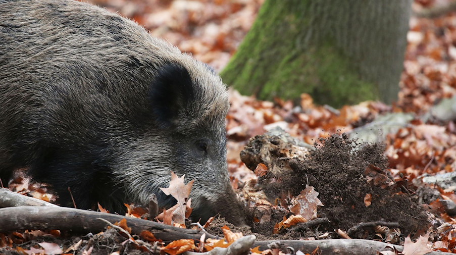 Ein Wildschwein wühlt das Erdreich auf. / Foto: Oliver Berg/dpa/Symbolbild