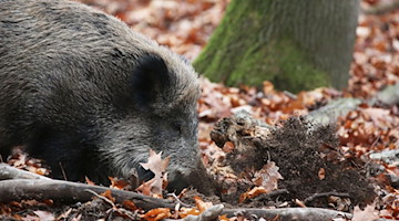 Ein Wildschwein wühlt das Erdreich auf. / Foto: Oliver Berg/dpa/Symbolbild