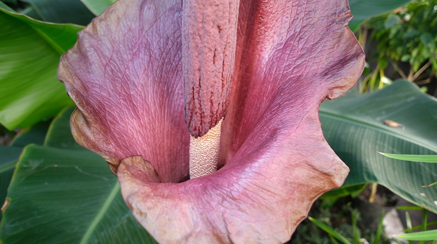 Eine der größten Blüten der Welt, eine Teufelszunge, ist derzeit im Leipziger Schulbiologiezentrum zu sehen. / Foto: Sebastian Willnow/dpa