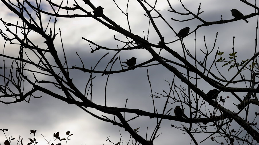 Vögel sitzen vor aufziehenden Wolken in einem kahlen Baum. / Foto: Karl-Josef Hildenbrand/dpa/Symbolbild