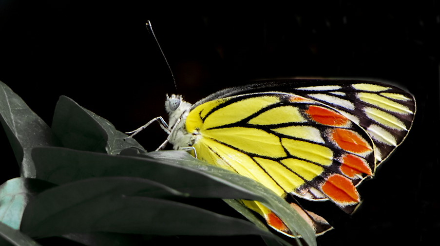 Der Delias eucharis Schmetterling, ein mittelgroßer Schmetterling. / Foto: Shawan Chowdhury/iDiv/dpa/Archivbild