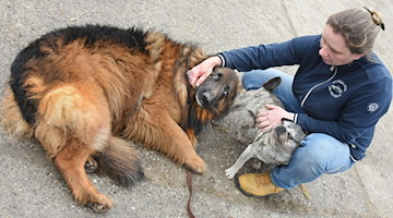 In der Filmtierschule Telligmann in Eilenburg kuschelt die Tierärztin Agnes Telligmann mit ihrem 10-jährigen Mops "Gustaf" (r) und dem 7-jährigen Altdeutschen Schäferhund "Masha" (l). / Foto: Waltraud Grubitzsch/dpa/Archivbild
