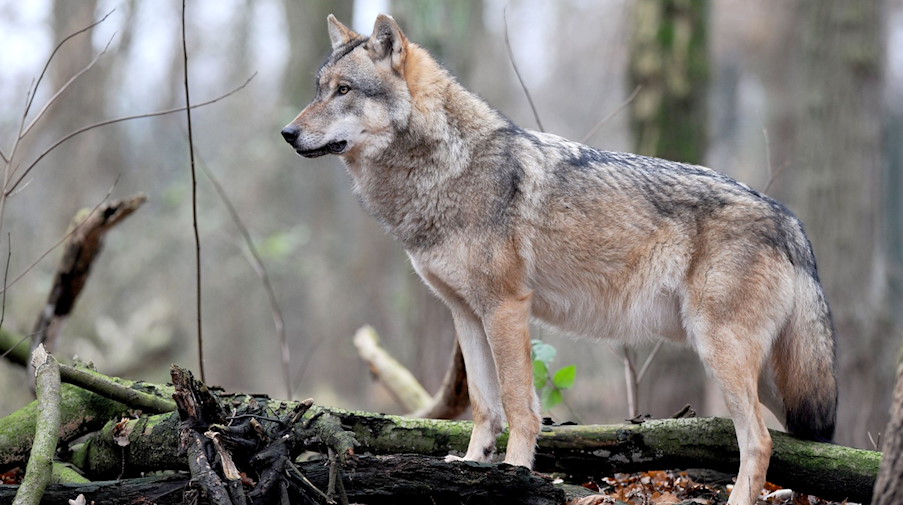 Ein Grauwolf steht in einem Waldgebiet. / Foto: Ingo Wagner/dpa/Archivbild