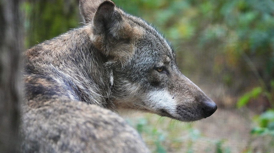 Ein Wolf im Wald. / Foto: Soeren Stache/dpa