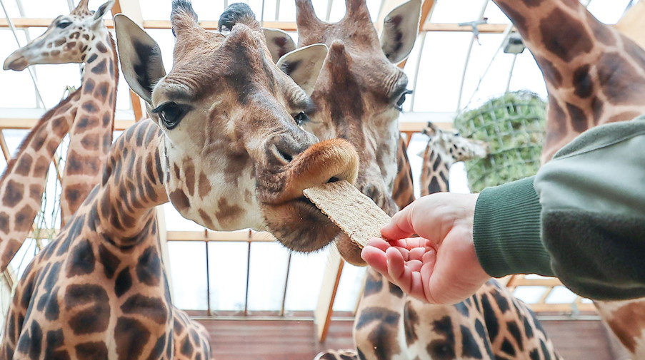 Der Zoodirektor füttert anlässlich der Taufe des Giraffen-Jungtiers «Niara» (nicht im Bild) Giraffen mit Knäckebrot. / Foto: Jan Woitas/dpa