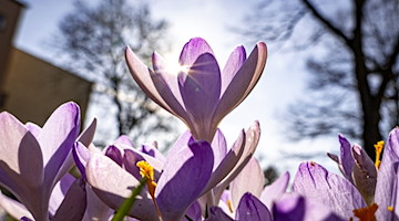 Krokusse blühen auf dem Grünstreifen einer Straße vor dem blauen Himmel, während die Bäume im Hintergrund noch kahl sind. / Foto: Frank Rumpenhorst/dpa/Symbolbild
