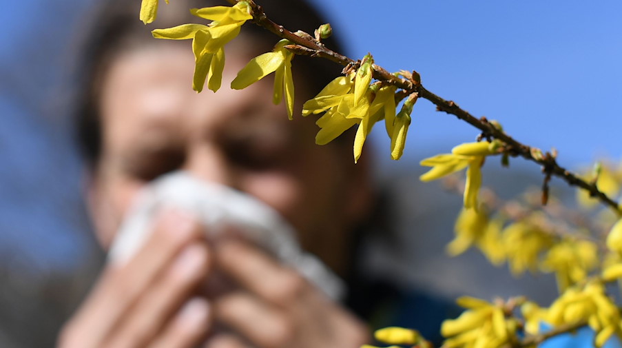 Ein Mann mit Heuschnupfen und Taschentuch vor seiner Nase steht neben einem blühenden Strauch. / Foto: Angelika Warmuth/dpa/Archiv