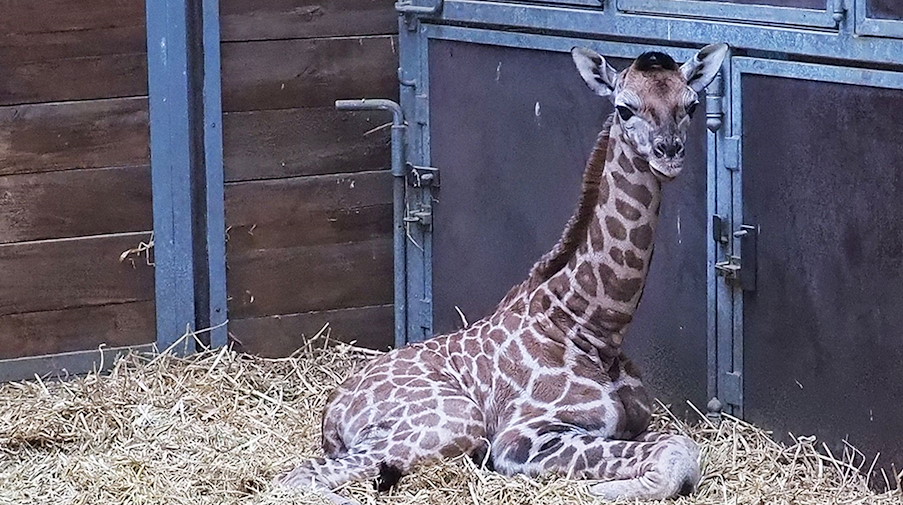 Giraffennachwuchs im Leipziger Zoo. / Foto: Erich Braunsperger/dpa