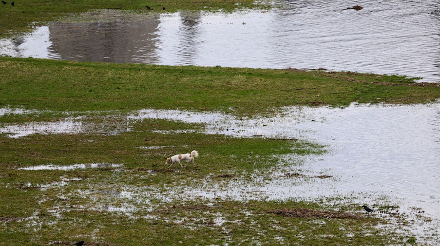 Ein Hund läuft am Vormittag über die leicht überfluteten Elbwiesen. / Foto: Robert Michael/dpa