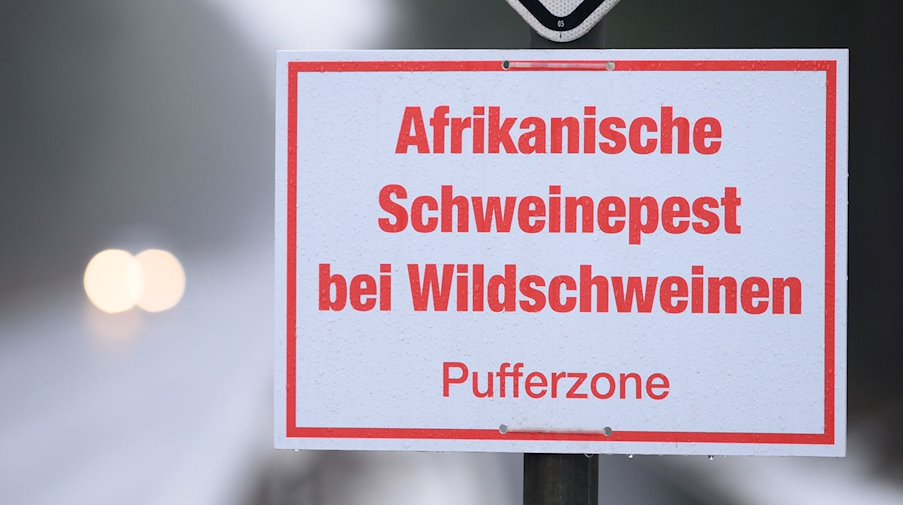 Ein Schild mit der Aufschrift «Afrikanische Schweinepest bei Wildschweinen, Pufferzone» hängt an einem Verkehrsschild. / Foto: Sebastian Kahnert/dpa-Zentralbild/dpa/Archivbild