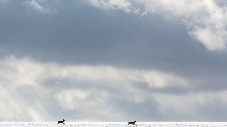Rehe laufen über ein schneebedecktes Feld. / Foto: Armin Weigel/dpa/Symbolbild