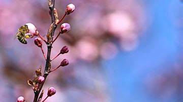 Eine Biene sitzt auf einer Blüte einer japanischen Zierkirsche, um an den bereits geöffneten Blüten Nektar zu finden. / Foto: Felix Kästle/dpa