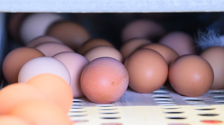 Eier liegen in einem Betrieb mit Eiern aus Freilandhaltung. / Foto: Julian Stratenschulte/dpa/Archivbild