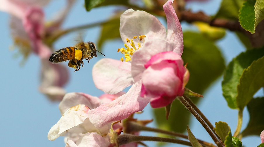 Eine Biene fliegt eine Blüte an einem Apfelbaum an. / Foto: Thomas Warnack/dpa/Archivbild