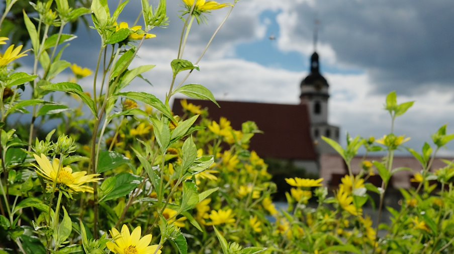 Blumen blühen auf dem Gelände der Landesgartenschau Sachsen. / Foto: Sebastian Willnow/dpa/ZB/Archivbild