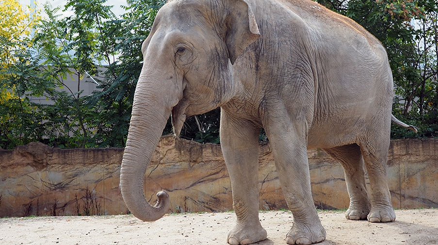 Die 40 Jahre Elefantenkuh «Don Chung» in der Außenanlage im Zoo Leipzig. / Foto: Zoo Leipzig/dpa/Archivbild