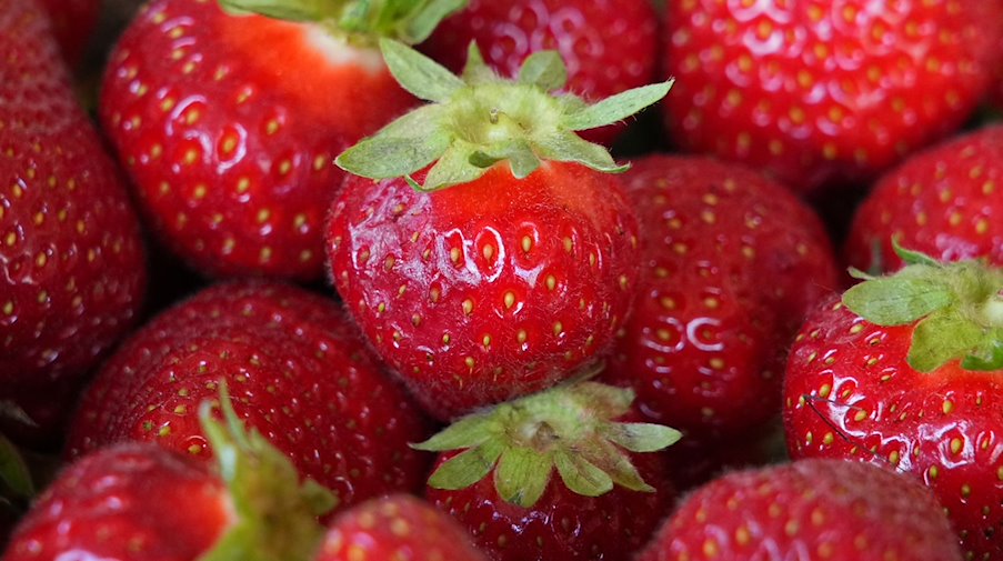 Frisch gepflückte Erdbeeren (Aufnahme Mai 2022) Die Ostdeutschen Erdbeerbauern sehen bislang gute Startbedingungen für die nahende Ernte. / Foto: Soeren Stache/dpa/Archivbild
