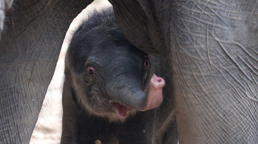 Ein noch namenloses Elefantenbaby steht im Zoo unter seiner Mutter. / Foto: Sebastian Willnow/dpa