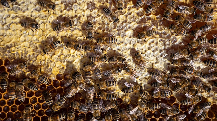 Bienen sitzen auf einem Bienenrahmen. / Foto: Oliver Dietze/dpa/Archivbild