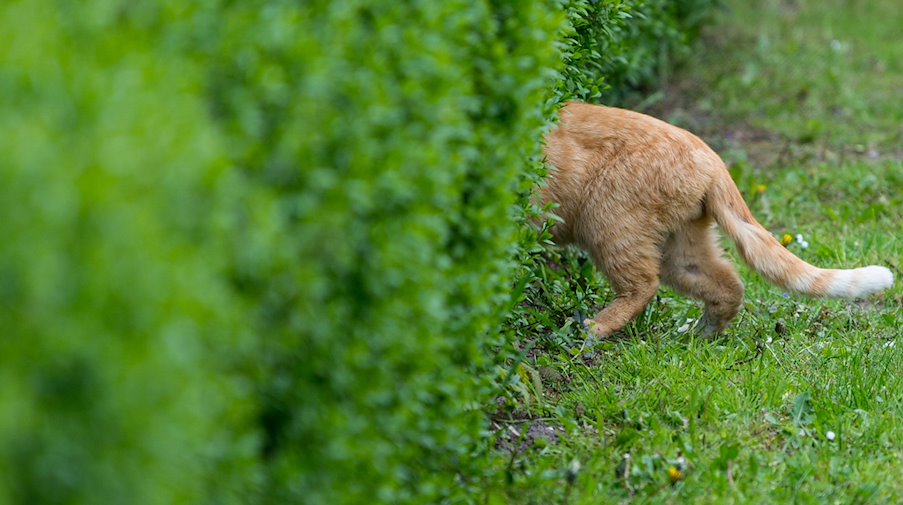 Nur das Hinterteil einer streunenden Katze schaut aus einer Hecke in einem Garten. / Foto: Patrick Pleul/dpa-Zentralbild/dpa/Symbolbild