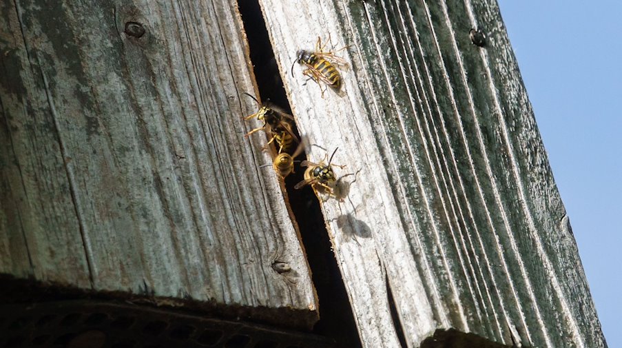 Wespen fliegen in der Sonne zu ihrem Nest an einer Hausfassade. / Foto: Melissa Erichsen/dpa/Symbolbild
