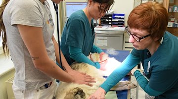 Eine Tierärztin (r-l), eine Schwester und eine Tiermedizinstudentin behandeln einen Hund in einer Kleintierpraxis. / Foto: Waltraud Grubitzsch/dpa