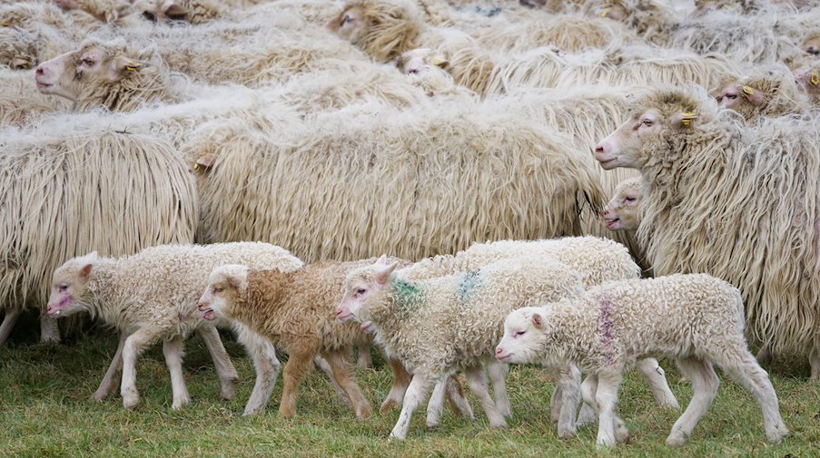 Schafe und Lämmer einer Herde gehen über eine Wiese. / Foto: Henning Kaiser/dpa/Symbolbild