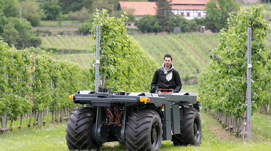 Patrick Richter, wissenschaftlicher Mitarbeiter TU Dresden, steuert auf einem Versuchsfeld des Landesumweltamtes einen Roboter für Obst- und Weinbau durch eine Apfelplantage. / Foto: Sebastian Kahnert/dpa