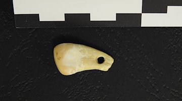 Ein durchbohrter Hirschzahn aus der Denisova-Höhle in Südsibirien. / Foto: Max Planck Institute for Evolutionary Anthropology/dpa